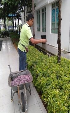 Landscape Cleaning at Vsquare, Austin Perdana - landscape maintenance Johor Bahru JB by Greenish Landscape
