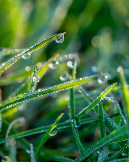 How Often Should I Be Mowing My Lawns? - landscape maintenance Johor Bahru JB